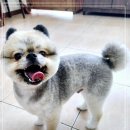 파트라슈 네이버블로그