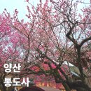 남대천버드나무쉼터 | 부산 뚜벅이 양산 통도사 능수매화 자장매 우담바라 실시간 개화 상황 대중교통 가는법