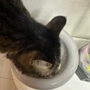 나비펫 | [제품제공] 고양이 오메가3 추천 💊 라이프펫 도트 멀티펫 오메가3 체험 후기