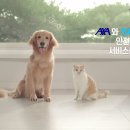 안전카 이미지