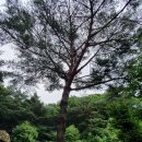 트리 클라이밍 Arborist 이미지