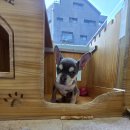 도그캐슬 | 프렌치불독분양 고민 중이라면? 도그캐슬에서 확실하게 준비하세요!