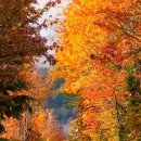 고엽(枯葉) / Les Feuilles Mortes (Autumn leaves) / 로저 윌리암스. 정미조. 외 이미지