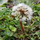 민들레(Dandelion) 이미지