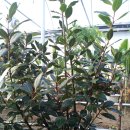 가온농장2 이미지