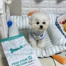 샛별유치원 | 만두가 소개하는 [ 본아베티 ] 강아지 눈물연어사료 협찬 후기 ➿🐶