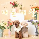 고위드테일 이미지