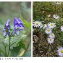 콩깍지 이미지