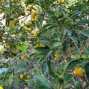 일남농장 이미지