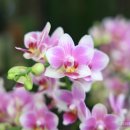 파크 블러썸 이미지