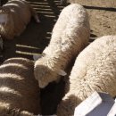 경구농장 이미지