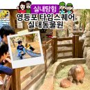 오간식영등포점 | 서울 실내동물원 카피바라 카페, 영등포 타임스퀘어 아이와 놀거리