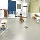 댕댕월드&퍼피 이미지