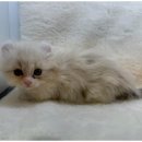 도그마루 이미지