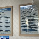 진미고래 이미지