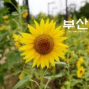 부산청과 중도매인44번 | [도꾸다이 여행사] 부산시민공원 해바라기, 충렬사 능소화 그리고 온천천 부산 6월 7월 여행코스