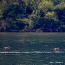 강천로L | 🦢 2024 여주 강천섬 조류 사진 리뷰