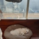 히포코코 이미지