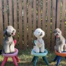 리니스 하우스 이미지