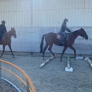 BK승마랜드 이미지