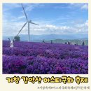 국화네비빔밥 | 거창 아스타국화축제 2025 | 가을 여행지 추천 거창 감악산 별바람언덕 아스타국화축제 다녀왔어요