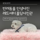 2139 | 반려동물 인생사진 남겨주기 불당사진관 불당동애견사진 [레드셔터 천안불당] 촬영후기
