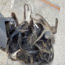 해광 | 인천 배낚시 해광유선에서 봄쭈꾸미 체험하기