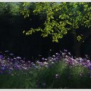 옥정호구절초테마공원 이미지