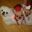 별이와콩이 이미지