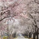 2024 청주 외곽 진천 벚꽃 명소 추천, 개화시기 맞춰 꼭 가보자!