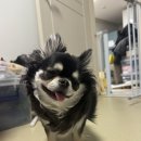 닥터김 동물의료센터 이미지