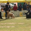 퍼피로비 이미지