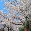 올리브영 인천모래내점 | 인천 벚꽃 명소 구월동 힐스테이트 롯데캐슬 벚꽃길 개화상황