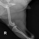 로얄동물외과수술센터 이미지