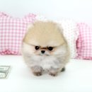 정퍼피클럽 이미지