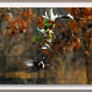 숲속의 하루 이미지