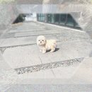 (주)정평축산 | 구미 강아지입양, 중형견 하루에게 무슨 일이?