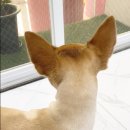 초코퍼피 애견미용실 이미지