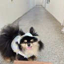 [공지] 태안여행 추천 펄베이풀빌라 애견동반숙소 가족여행 후기