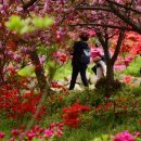 완산-7 이미지