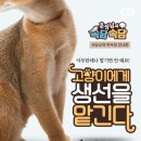 검무관 이미지