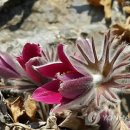 동강의품속 이미지