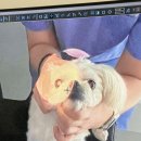 백동물의료센터 | 화성 봉담 ‘백동물의료센터’ 강아지 담석 건강검진 추천 후기 ♡