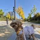 달복이간식