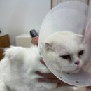 고양이 미용 미오 이미지