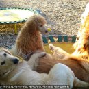 설악애견 이미지