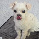 제일직물 | 노령견 필수템 강아지선물 슬개골관리 디앙카 원적외선 매트 후기