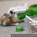 개팔자 상팔자 이미지