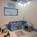 엘리시안퍼피 이미지