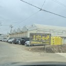 [파주 조인폴리아] 정글가든센터 나무구매 후기/ 사랑목 아악무 뱅갈고무나무 입양/ 분갈이 꿀팁